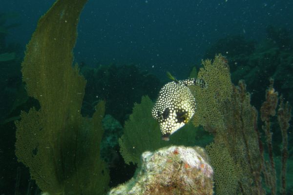 Posson coffre mouton Smooth trunkfish Lactophrys triqueter